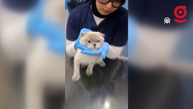 Nefes almakta zorluk çeken kediye burun estetiği yapıldı