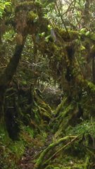 ECTLS - Voici les plus grandes forêts du monde