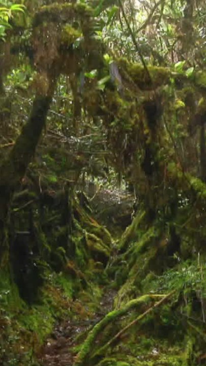 ECTLS - Voici les plus grandes forêts du monde