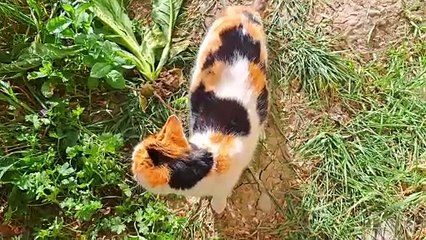 A male cat mates with a Pregnant Cat