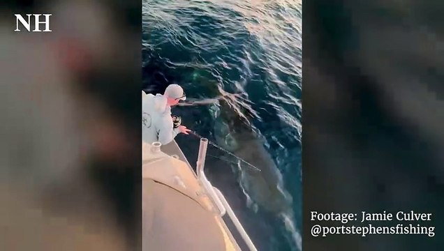 Great White Shark encounter off Port Stephens | Newcastle Herald | May 30, 2024