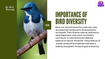 Marvels of Bird Diversity Educational Video | Tiny Toons!