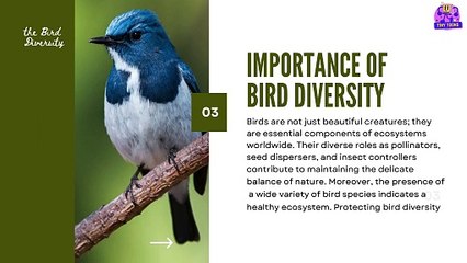 Marvels of Bird Diversity Educational Video | Tiny Toons!