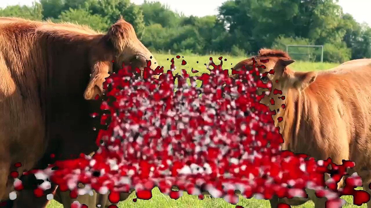 Augen auf beim Milcheinkauf! für mehr Tierwohl in Stall und Einkaufswagerl