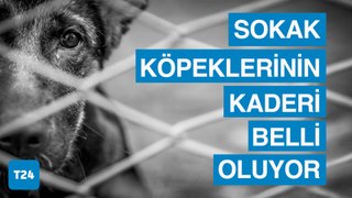 Sokak köpekleri ile ilgili yasa teklifi AKP grubunda