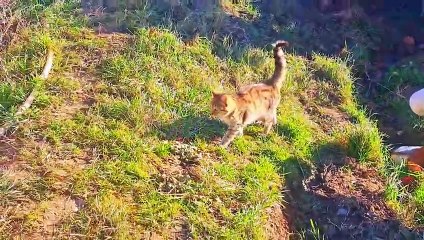 I teased the cute kitten