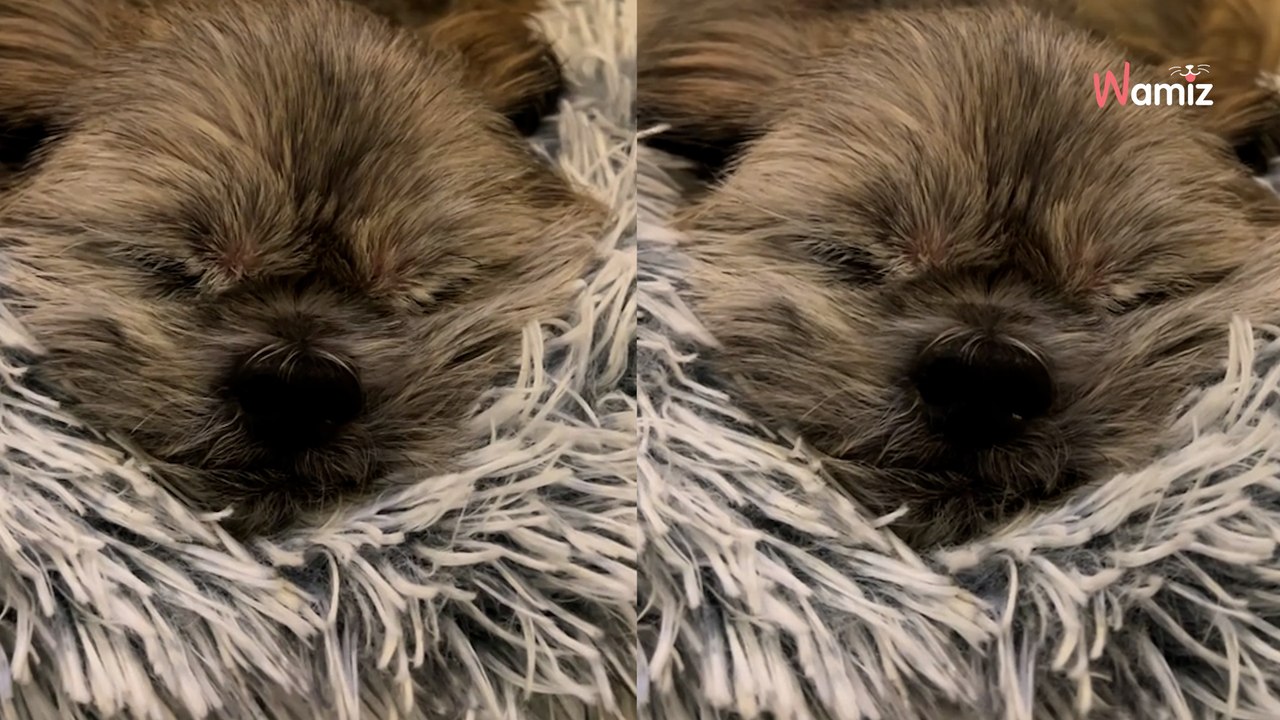 Senior dog is so relieved that he's left the rescue that he snores in his sleep