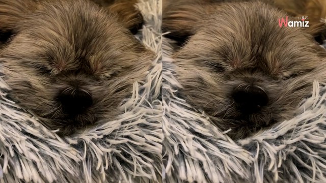 Senior dog is so relieved that he's left the rescue that he snores in his sleep