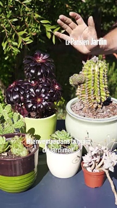 Comment bouturer facilement des plantes grasses ?