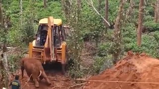 VIDEO: 10 घंटे की मशक्कत से निकाला 30 फुट गहरे कुएं से हाथी के बच्चे को
