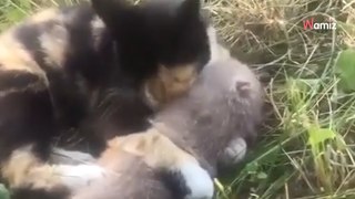 Adoptó un gato para deshacerse de las ratas del jardín, ¡jamás imaginó esto! (Vídeo)