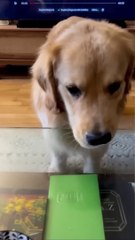 面白い犬 エピソード 11