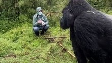 Actual sound for Gorillas pounding their chest