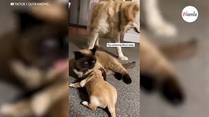 Descargar video: Mały golden retriever zaczyna płakać. Wtedy podchodzi do niego kot i robi coś uroczego (video)