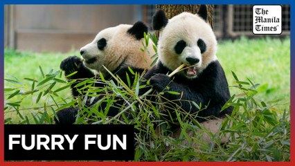 Giant pandas will return to Washington's National Zoo by year's end