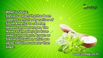 Stevia Hub India | Best stevia sweetener Manufacturer