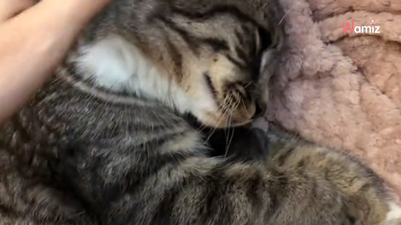 Inquiète pour son chat, elle fait une découverte choquante quelques heures plus tard