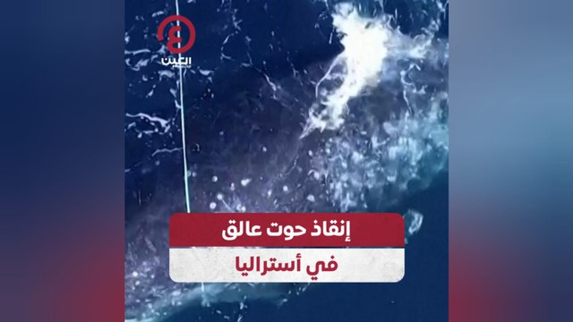 إنقاذ حوت عالق في أستراليا