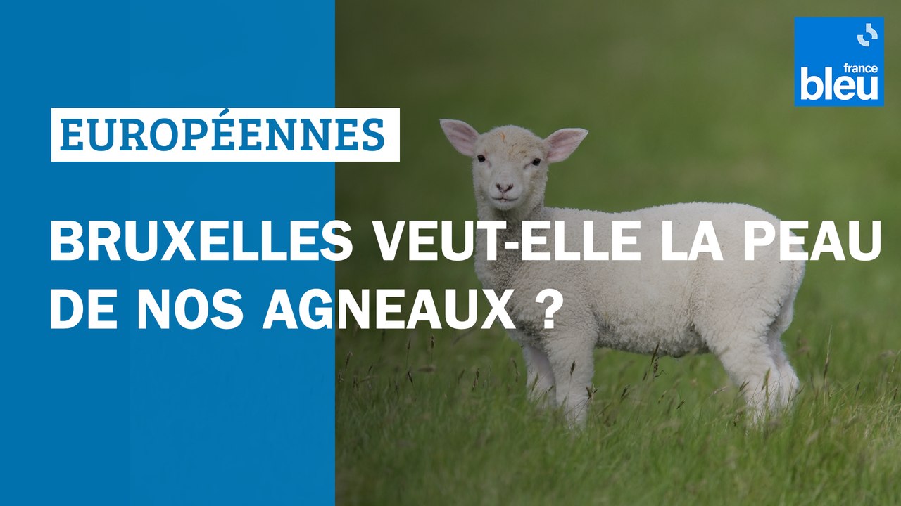 Bruxelles veut-elle la peau de nos agneaux ? - Élections européennes 2024