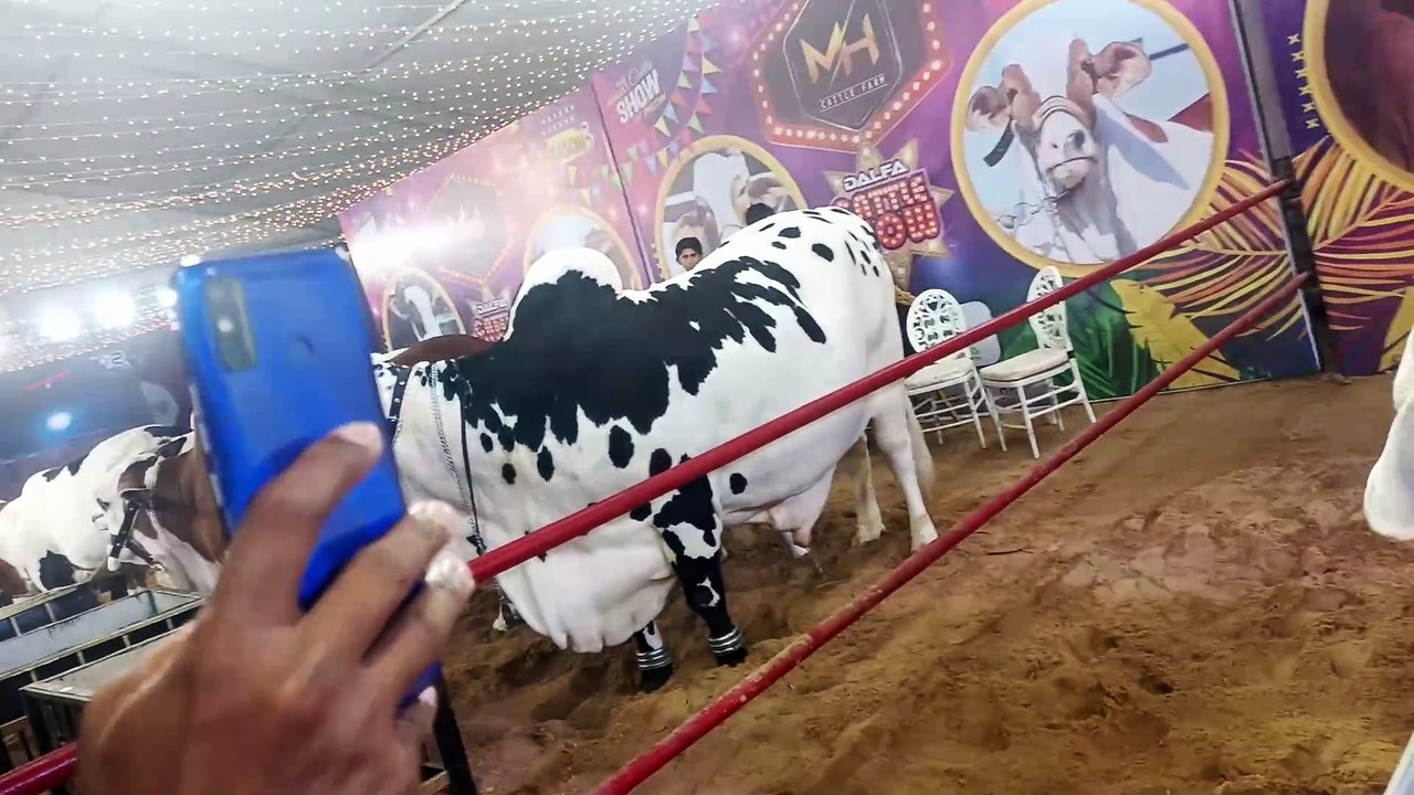 Delfa cattle show