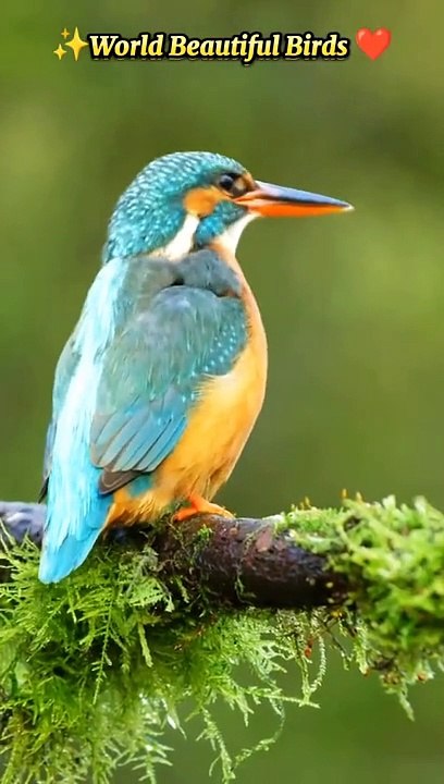 Animals vedio