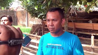 Jual Kambing Kurban dengan SPG Lebih Cuan, Benarkah? Cek Faktanya - NEWS VLOG