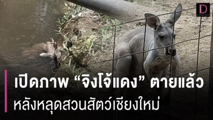 เศร้า! เปิดภาพ "จิงโจ้แดง" ตายแล้ว หลังหลุดสวนสัตว์เชียงใหม่ | HOTSHOT เดลินิวส์ 30/05/67