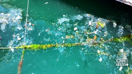 Büyükdere Sahilini denizanaları kapladı