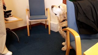 Meet PD Rapha the police dog who helps officers deal with trauma