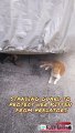 Cute Cat With Her Kittens in the Garage #catvideos #catvideooftheday #cat #nature #naturelovers #reels #bts #statues #viral  ❤️ Cat Corner ❤️ cat video, cat videos, cat videos for kids