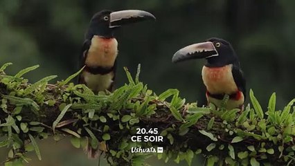 Faune d'Amérique Latine