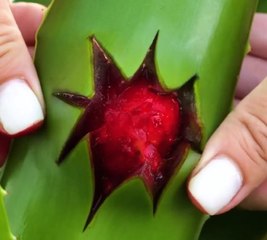 DIY Aloe Vera moisture to keep your skin nourished!