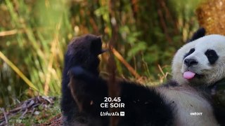 4 saisons au royaume du panda