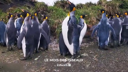 Islande, le sanctuaire des macareux