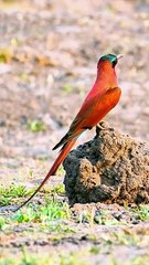 Funny Amazing Cats video #funnycats#cat1