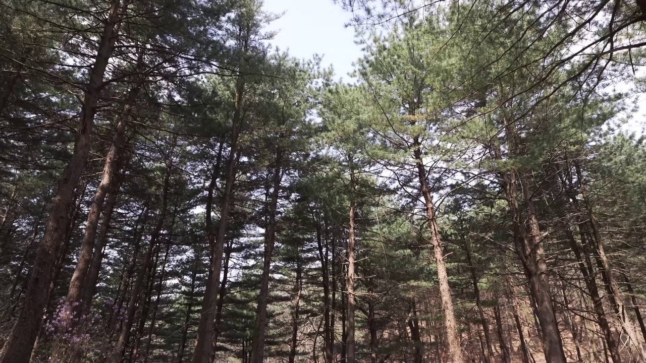 MILITARY TENT SOLO CAMPING IN SECRET FORESTㅣAdventureㅣCamp ASMR