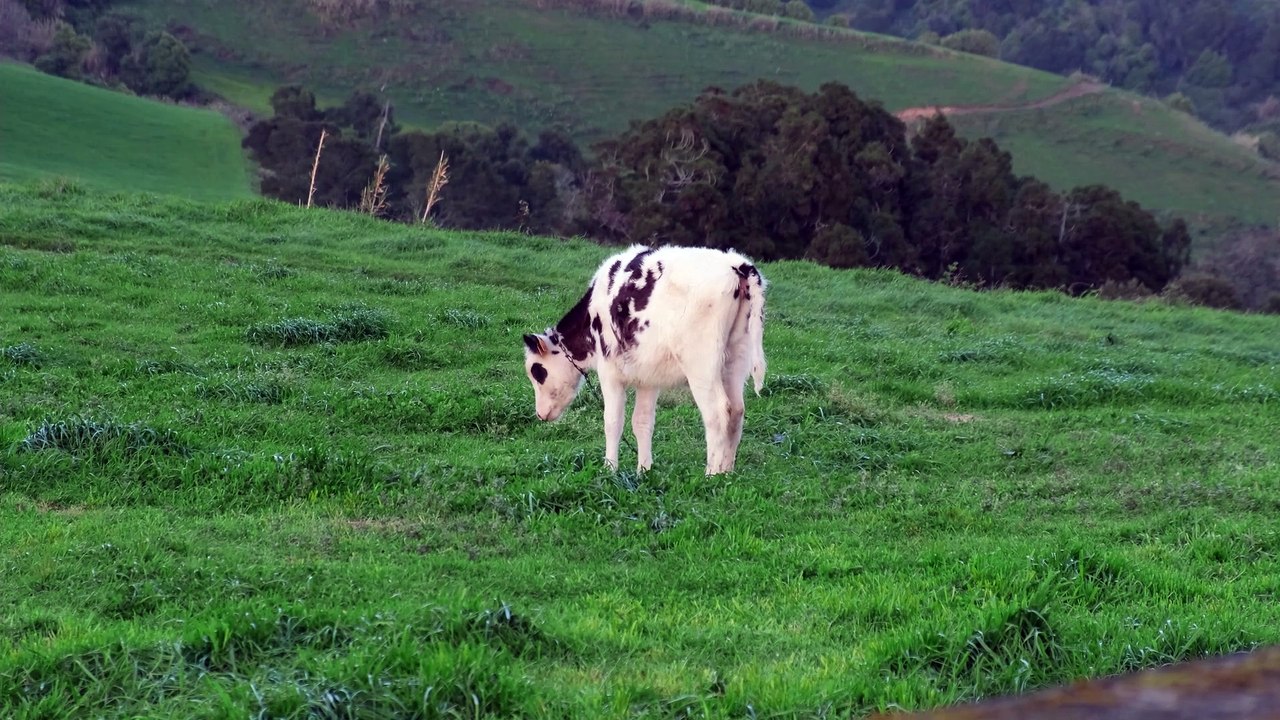 Cows