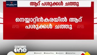 തിരുവനന്തപുരത്ത് ആറ് പശുക്കൾ ചത്തു; അരളിയില കഴിച്ചെന്ന് സംശയം