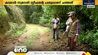 മൂന്നാറിൽ വന്യജീവി ആക്രമണത്തിൽ പശു ചത്തു; ആക്രമിച്ചത് കടുവയെന്ന് നാട്ടുകാർ