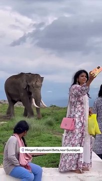 Girls teased elephant