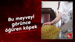 Bu meyveyi görünce midesi bulanan köpek