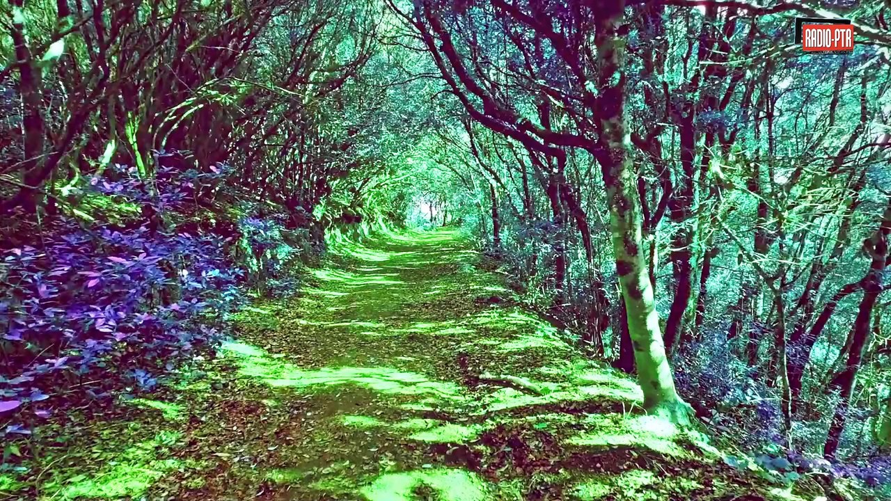 Jimmy Stevens - Die schwarze Lady