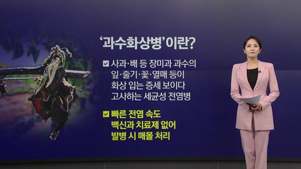 [뉴스NIGHT] '과수화상병' 확산 비상... '금 사과·금배' 더 오르나? / YTN