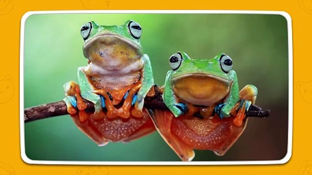 Animal Sounds for Kids _ 25 Animal Sounds For Children_ Toddlers _ Babies _ RV AppStudios(720P_HD)