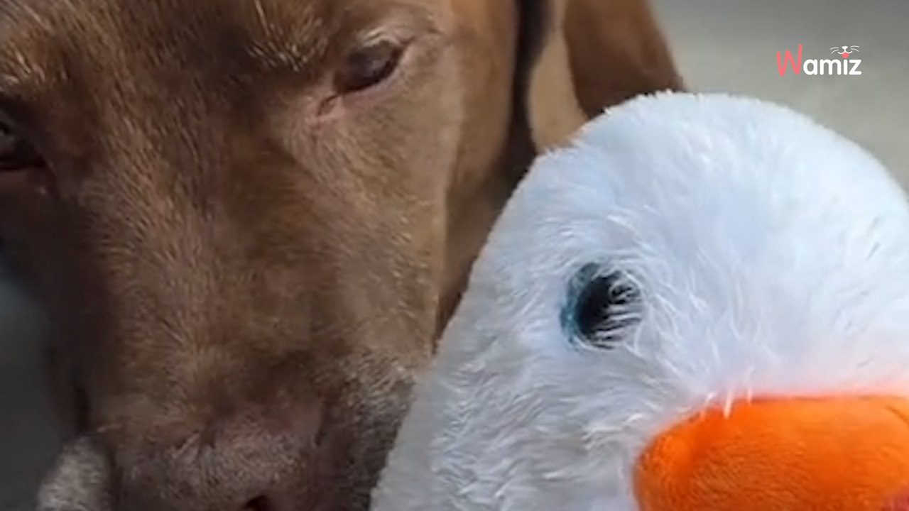 Son chien veut absolument cette peluche : quand elle arrive enfin à la gagner, il ne contient pas son excitation (vidéo)