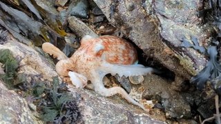 Octopus changes colour on North Wales beach in rare video