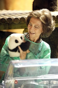 La reina Sofía acude a la presentación de los nuevos pandas del Zoo de Madrid este fue el origen de su gran unión con estos animales