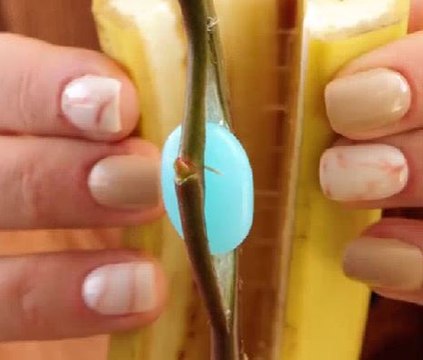 Simple planting tips for thriving garden!