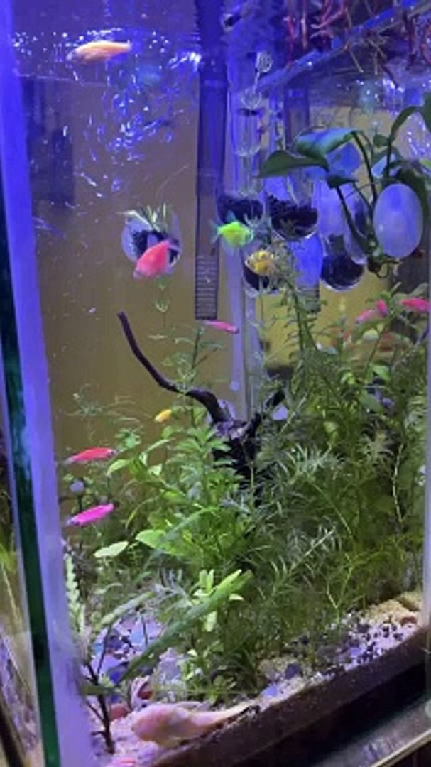 ⁣Fish Aquarium