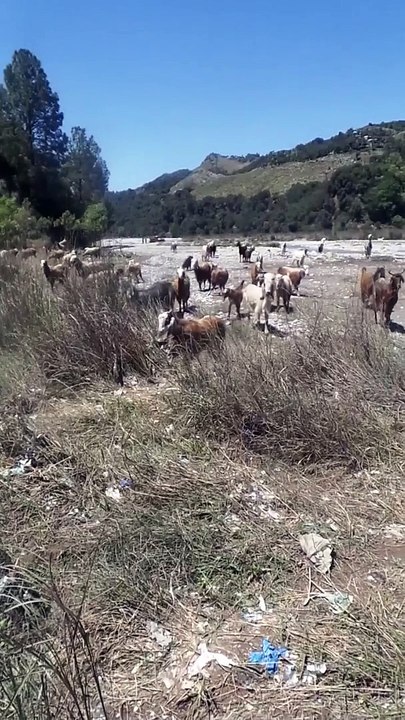 Goats Grazing in Forest Serenity